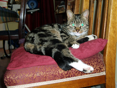 Gus Puss